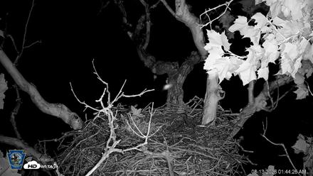 PA Farm Country Eagles Live Cams - Aug 13, 2026, 1:45am EDT