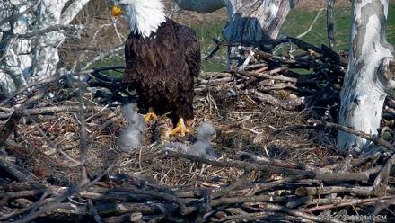PA Farm Country Eagles Live Cams - Mar 26, 2026, 4:25pm EDT