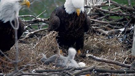 PA Farm Country Eagles Live Cams - Mar 30, 2026, 11:11am EDT