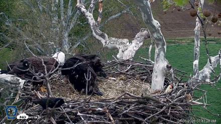 PA Farm Country Eagles Live Cams - May 6, 2026, 7:44am EDT