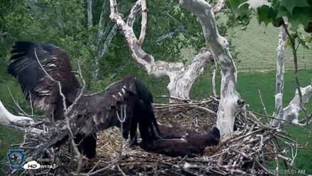 PA Farm Country Eagles Live Cams - May 22, 2026, 10:35am EDT