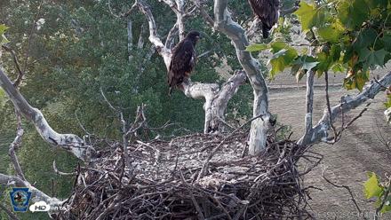 PA Farm Country Eagles Live Cams - Jun 5, 2026, 5:45am EDT