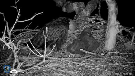 PA Farm Country Eagles Live Cams - Apr 11, 2026, 4:10am EDT