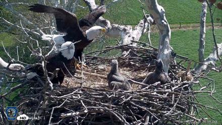 PA Farm Country Eagles Live Cams - Apr 15, 2026, 11:36am EDT