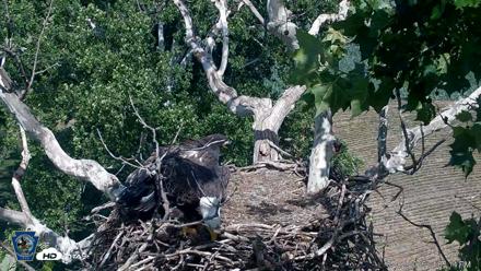 PA Farm Country Eagles Live Cams - Jul 2, 2026, 4:06pm EDT
