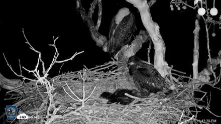 PA Farm Country Eagles Live Cams - Apr 30, 2026, 11:44pm EDT