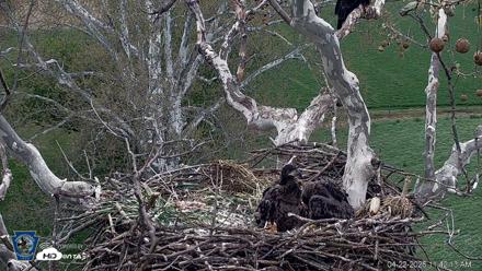 PA Farm Country Eagles Live Cams - Apr 22, 2026, 11:42am EDT
