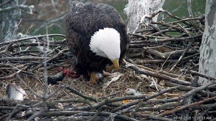 PA Farm Country Eagles Live Cams - Mar 18, 2026, 10:40am EDT