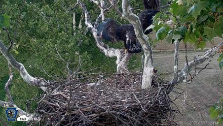 PA Farm Country Eagles Live Cams - Jun 1, 2026, 7:34pm EDT
