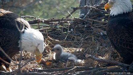 PA Farm Country Eagles Live Cams - Mar 29, 2026, 8:41am EDT