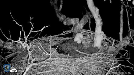 PA Farm Country Eagles Live Cams - Apr 13, 2026, 8:30pm EDT