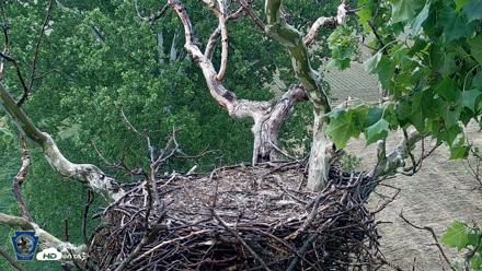 PA Farm Country Eagles Live Cams - Jun 6, 2026, 6:59pm EDT