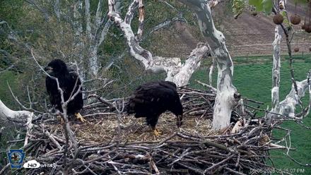 PA Farm Country Eagles Live Cams - May 6, 2026, 5:25pm EDT