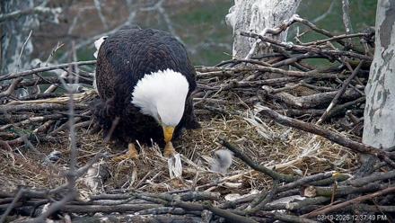 PA Farm Country Eagles Live Cams - Mar 19, 2026, 12:38pm EDT