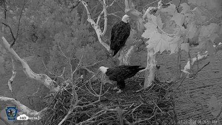 PA Farm Country Eagles Live Cams - Jul 22, 2026, 6:07am EDT