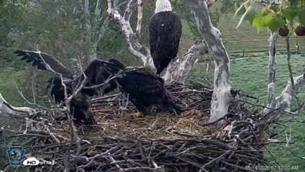 PA Farm Country Eagles Live Cams - May 14, 2026, 7:42am EDT