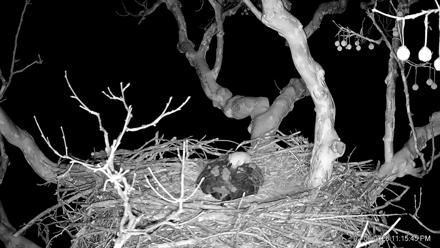 PA Farm Country Eagles Live Cams - Feb 6, 2026, 11:17pm EST