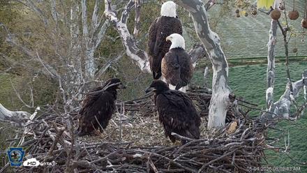 PA Farm Country Eagles Live Cams - May 4, 2026, 6:03am EDT