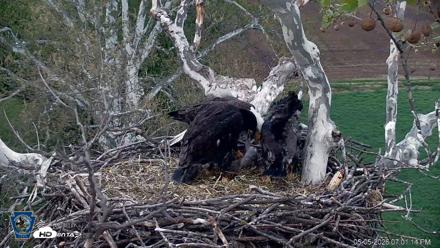 PA Farm Country Eagles Live Cams - May 5, 2026, 7:01pm EDT