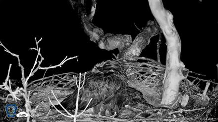 PA Farm Country Eagles Live Cams - Apr 26, 2026, 1:07am EDT