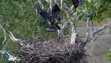 PA Farm Country Eagles Live Cams - Jun 1, 2026, 7:40pm EDT