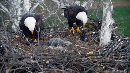 PA Farm Country Eagles Live Cams - Mar 31, 2026, 5:29pm EDT