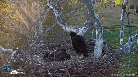 PA Farm Country Eagles Live Cams - May 5, 2026, 6:26am EDT