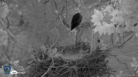 PA Farm Country Eagles Live Cams - Sep 15, 2026, 6:34am EDT