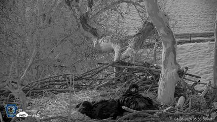 PA Farm Country Eagles Live Cams - Apr 28, 2026, 5:57am EDT