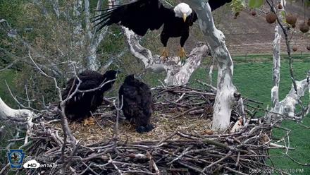 PA Farm Country Eagles Live Cams - May 6, 2026, 3:19pm EDT