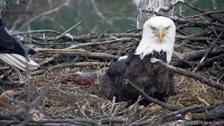 PA Farm Country Eagles Live Cams - Mar 19, 2026, 5:47pm EDT