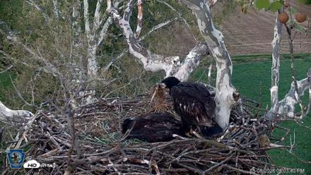 PA Farm Country Eagles Live Cams - May 8, 2026, 8:04pm EDT