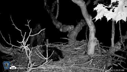 PA Farm Country Eagles Live Cams - May 27, 2026, 12:30am EDT