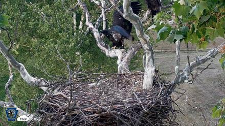 PA Farm Country Eagles Live Cams - Jun 1, 2026, 7:38pm EDT