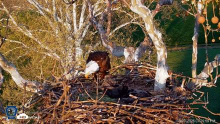 PA Farm Country Eagles Live Cams - Apr 20, 2026, 7:30pm EDT