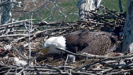 PA Farm Country Eagles Live Cams - Mar 24, 2026, 12:36pm EDT