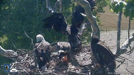 PA Farm Country Eagles Live Cams - Jun 1, 2026, 9:42am EDT
