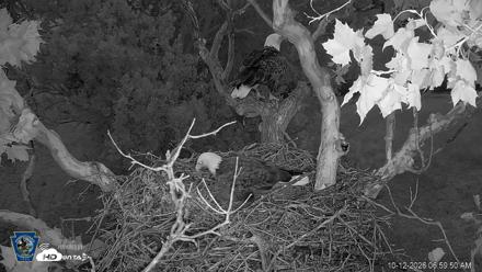 PA Farm Country Eagles Live Cams - Oct 12, 2026, 7:00am EDT