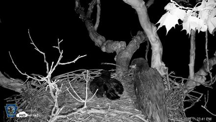 PA Farm Country Eagles Live Cams - May 28, 2026, 11:24pm EDT