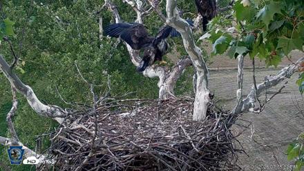 PA Farm Country Eagles Live Cams - Jun 1, 2026, 7:36pm EDT