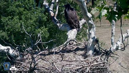 PA Farm Country Eagles Live Cams - Jun 3, 2026, 1:36pm EDT