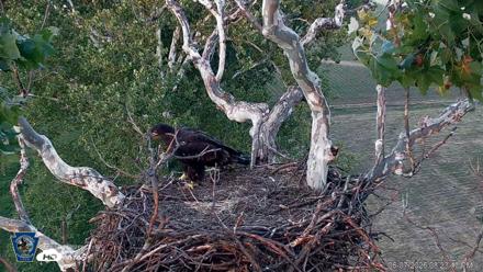PA Farm Country Eagles Live Cams - Jun 7, 2026, 8:24pm EDT