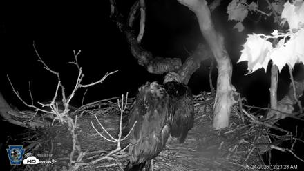 PA Farm Country Eagles Live Cams - May 24, 2026, 12:25am EDT