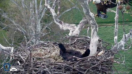 PA Farm Country Eagles Live Cams - May 2, 2026, 6:55am EDT