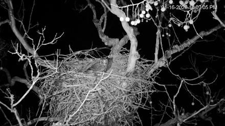 PA Farm Country Eagles Live Cams - Jan 16, 2026, 10:07pm EST