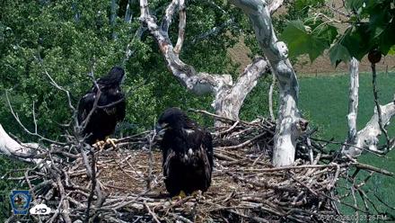 PA Farm Country Eagles Live Cams - May 27, 2026, 2:24pm EDT