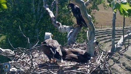 PA Farm Country Eagles Live Cams - Jun 1, 2026, 10:16am EDT