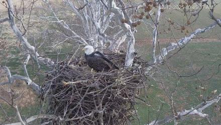 PA Farm Country Eagles Live Cams - Dec 12, 2025, 10:46am EST