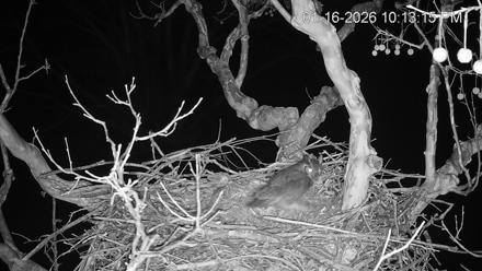 PA Farm Country Eagles Live Cams - Jan 16, 2026, 10:14pm EST