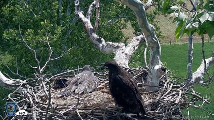 PA Farm Country Eagles Live Cams - May 26, 2026, 11:14am EDT